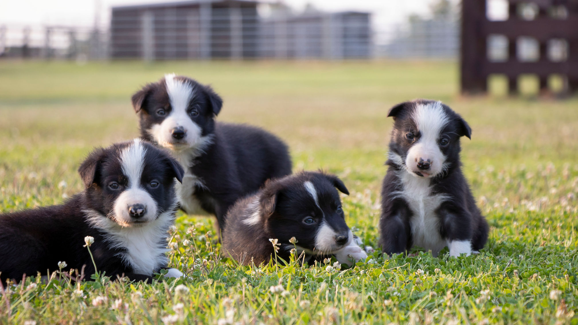 Herding Play @ 8wks